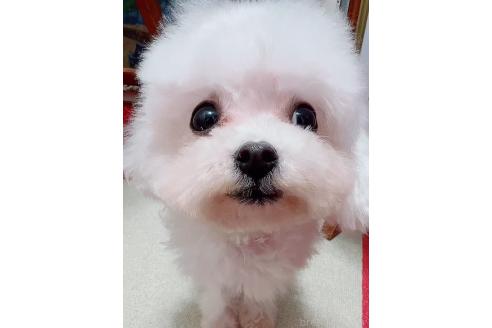 販売中の北海道のミックス犬-353148の2枚目