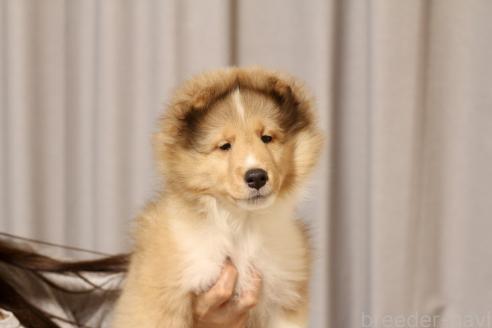 販売中の和歌山県のシェットランドシープドッグ(シェルティ)-391462の1枚目