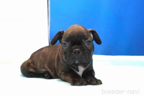 販売中の愛知県のミックス犬-391463の1枚目