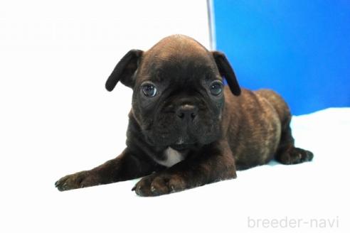 販売中の愛知県のミックス犬-391463の5枚目