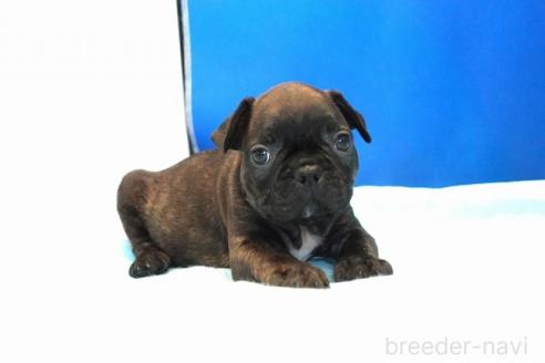 販売中の愛知県のミックス犬-391463の4枚目