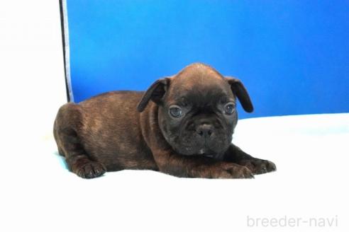 販売中の愛知県のミックス犬-391463の3枚目