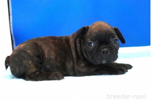 販売中の愛知県のミックス犬-391463の2枚目