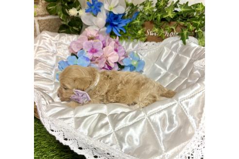 販売中の愛知県のマルプー:マルチーズ×トイプードル-391467の5枚目