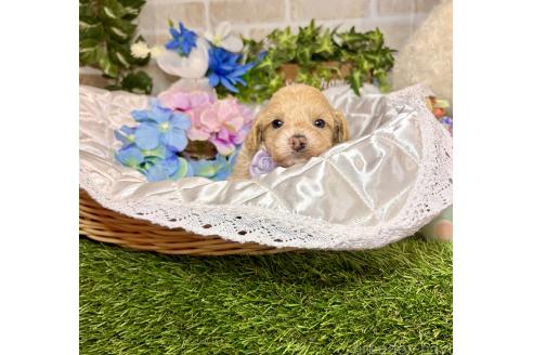 販売中の愛知県のマルプー:マルチーズ×トイプードル-391467の4枚目