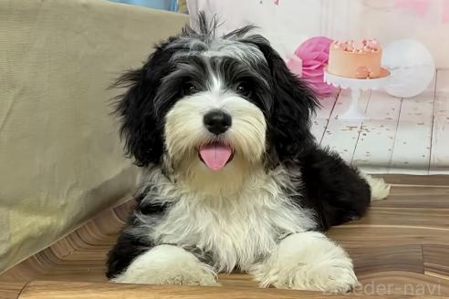 販売中の福岡県のハバニーズ-389602の11枚目