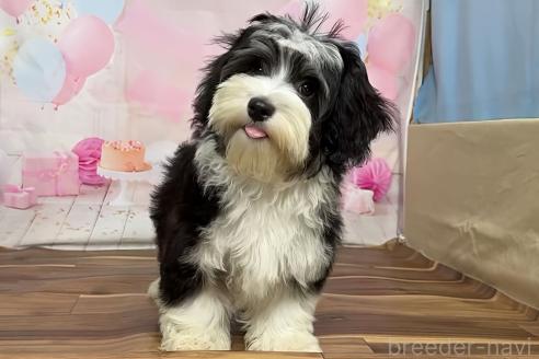 販売中の福岡県のハバニーズ-389602の10枚目