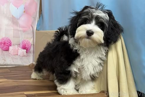 販売中の福岡県のハバニーズ-389602の4枚目