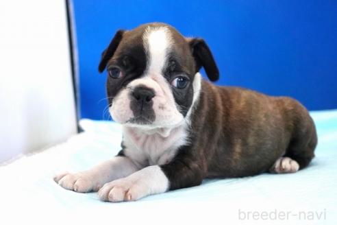 販売中の愛知県のミックス犬-391464の5枚目