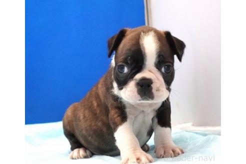 販売中の愛知県のミックス犬-391464の1枚目