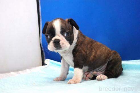 販売中の愛知県のミックス犬-391464の4枚目