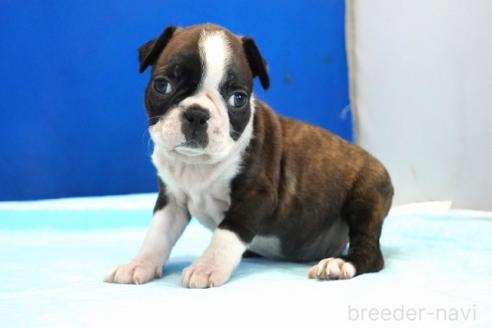 販売中の愛知県のミックス犬-391464の2枚目