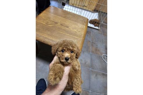 販売中の埼玉県のタイニープードル-391465の9枚目