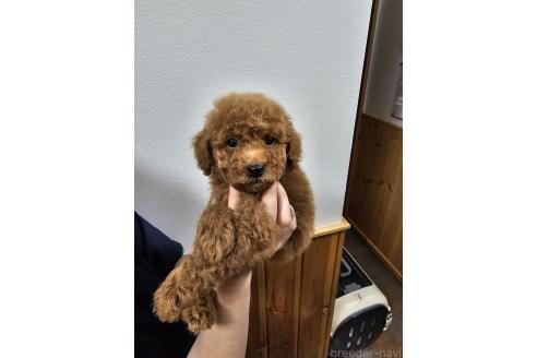 販売中の埼玉県のタイニープードル-391465の8枚目