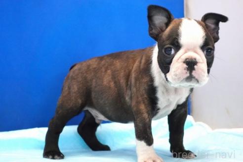 販売中の愛知県のミックス犬-391466の5枚目