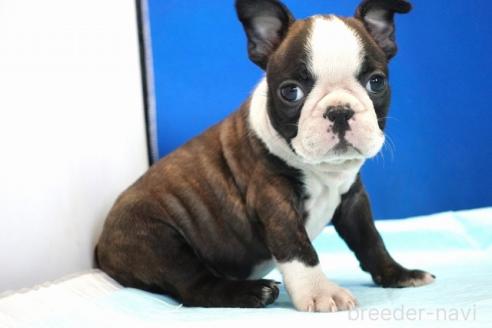 販売中の愛知県のミックス犬-391466の4枚目