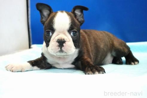 販売中の愛知県のミックス犬-391466の2枚目