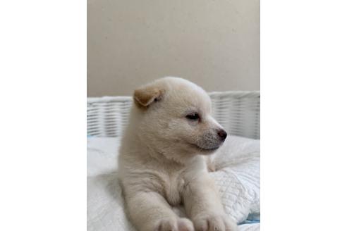 販売中の兵庫県の豆柴-391469の5枚目