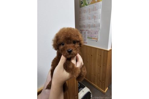 販売中の埼玉県のティーカッププードル-391470の12枚目