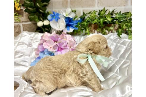 販売中の愛知県のマルプー:マルチーズ×トイプードル-391468の4枚目
