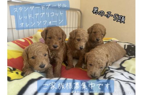 販売中の徳島県のスタンダードプードル-391476の1枚目