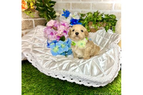 販売中の愛知県のマルプー:マルチーズ×トイプードル-391474の5枚目