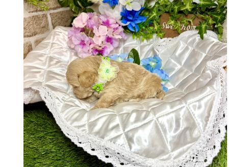 販売中の愛知県のマルプー:マルチーズ×トイプードル-391474の4枚目