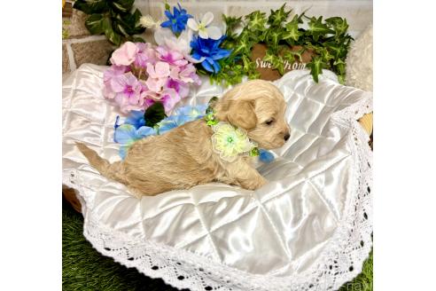 販売中の愛知県のマルプー:マルチーズ×トイプードル-391474の3枚目