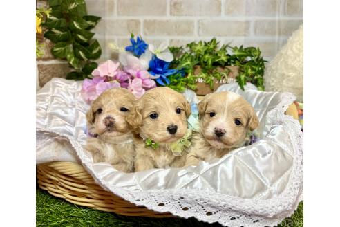 販売中の愛知県のマルプー:マルチーズ×トイプードル-391468の2枚目