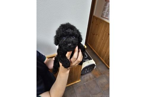 成約済の埼玉県のタイニープードル-391475の9枚目