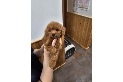 販売中の埼玉県のティーカッププードル-391477の10枚目