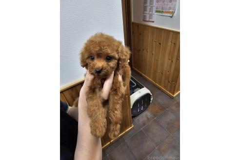 販売中の埼玉県のティーカッププードル-391477の9枚目