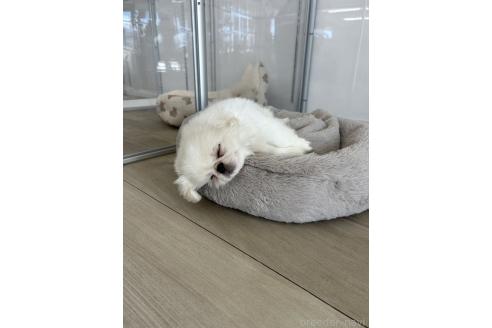 販売中の北海道のペキニーズ-389908の2枚目
