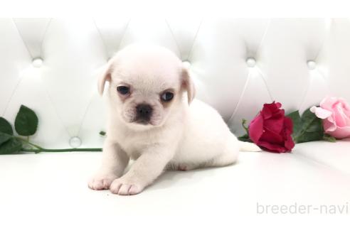 販売中の埼玉県のミックス犬-389016の1枚目