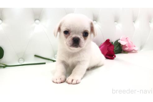 販売中の埼玉県のミックス犬-389016の12枚目
