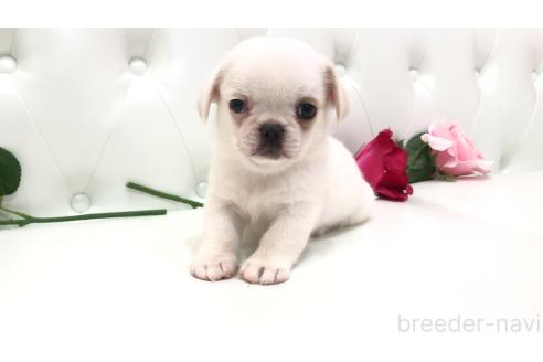 販売中の埼玉県のミックス犬-389016の10枚目