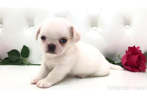 販売中の埼玉県のミックス犬-389016の8枚目