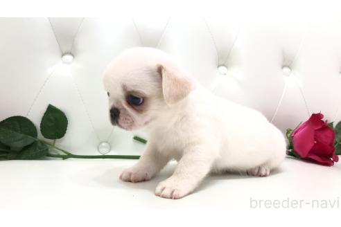 販売中の埼玉県のミックス犬-389016の7枚目
