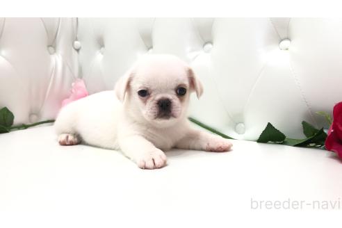 販売中の埼玉県のミックス犬-389016の4枚目