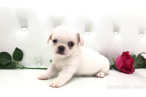 販売中の埼玉県のミックス犬-389016の3枚目