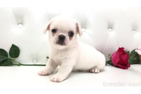 販売中の埼玉県のミックス犬-389016の2枚目