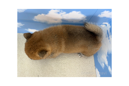 商談中の愛知県の豆柴-391510の2枚目