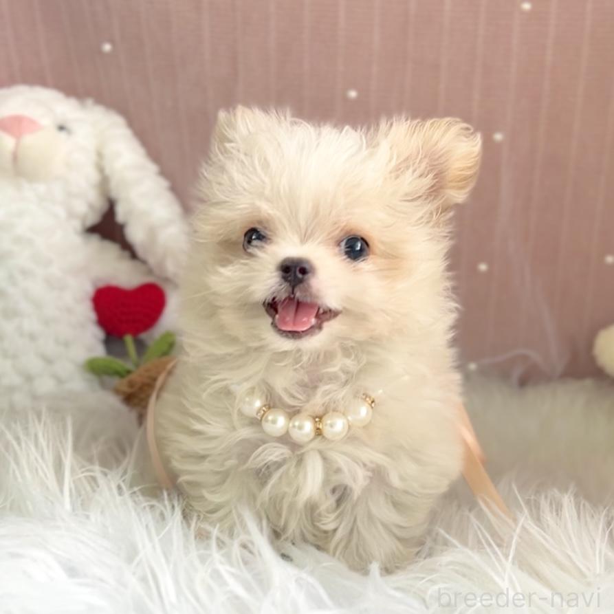 販売中の栃木県のミックス犬-385078