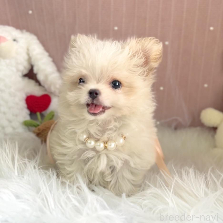 販売中の栃木県のミックス犬-385078の4枚目