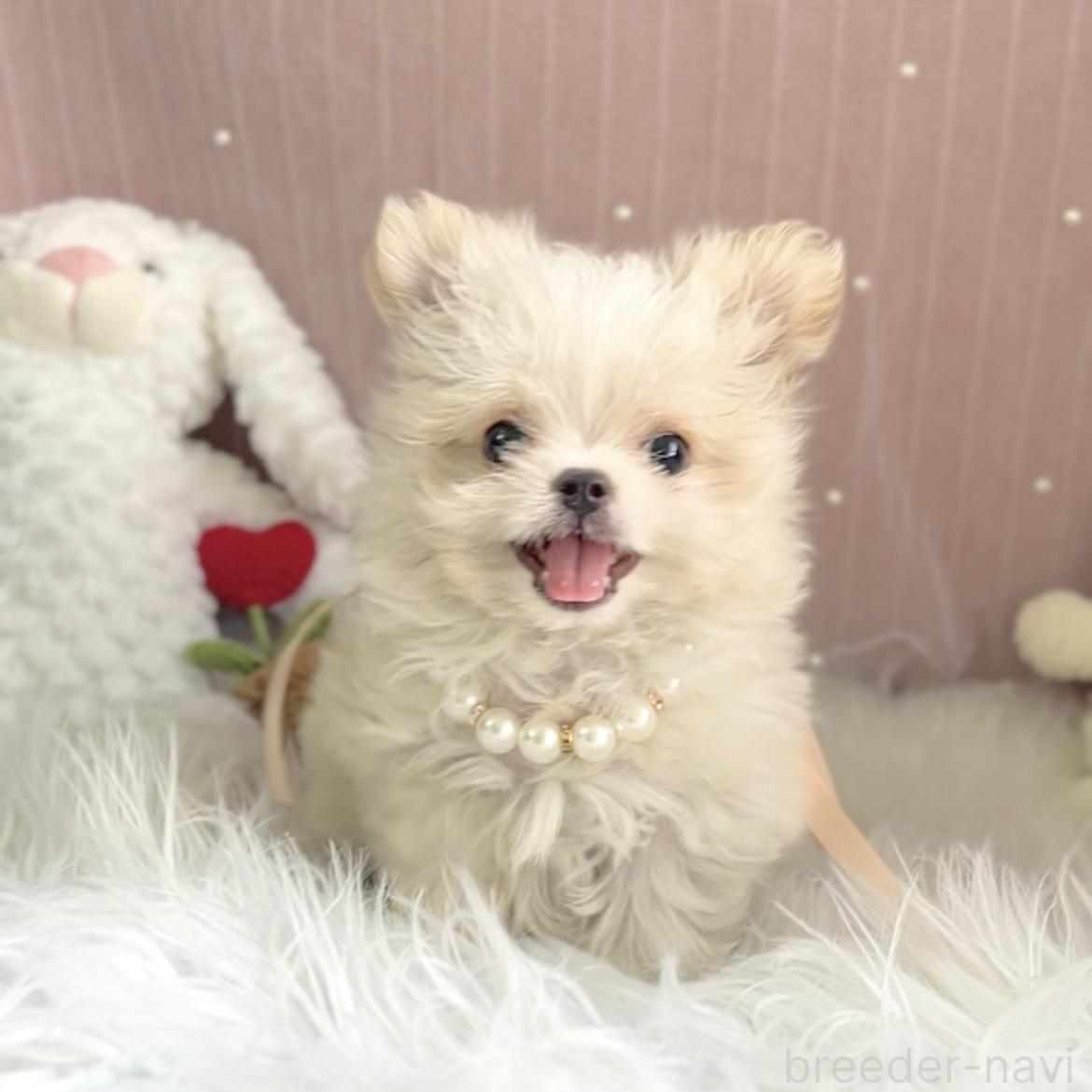 販売中の栃木県のミックス犬-385078の3枚目