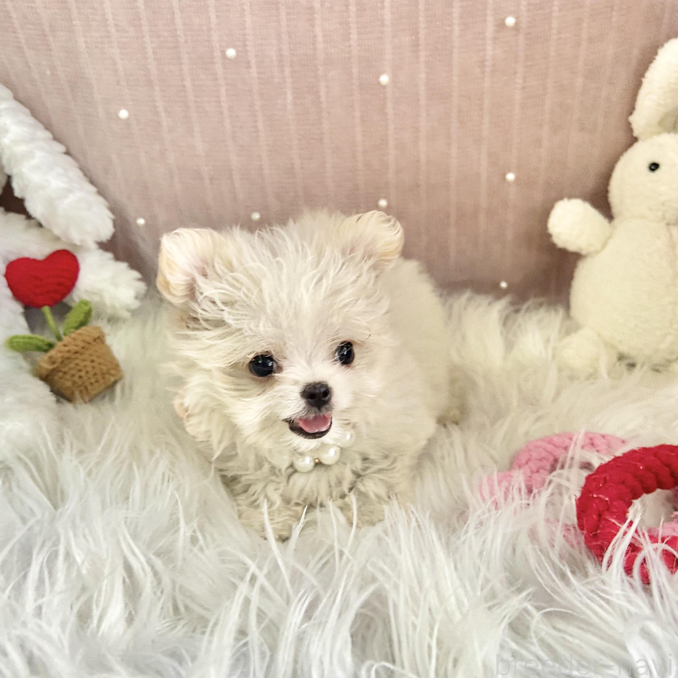 販売中の栃木県のミックス犬-385078の2枚目