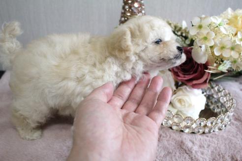 成約済の茨城県のタイニープードル-391531の2枚目