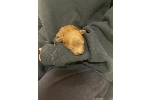 販売中の栃木県のティーカッププードル-389465の3枚目