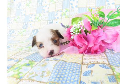 販売中の千葉県のパピヨン-391533の2枚目
