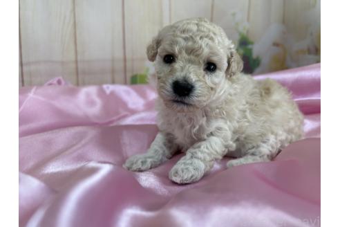 販売中の広島県のトイプードル-391545の3枚目